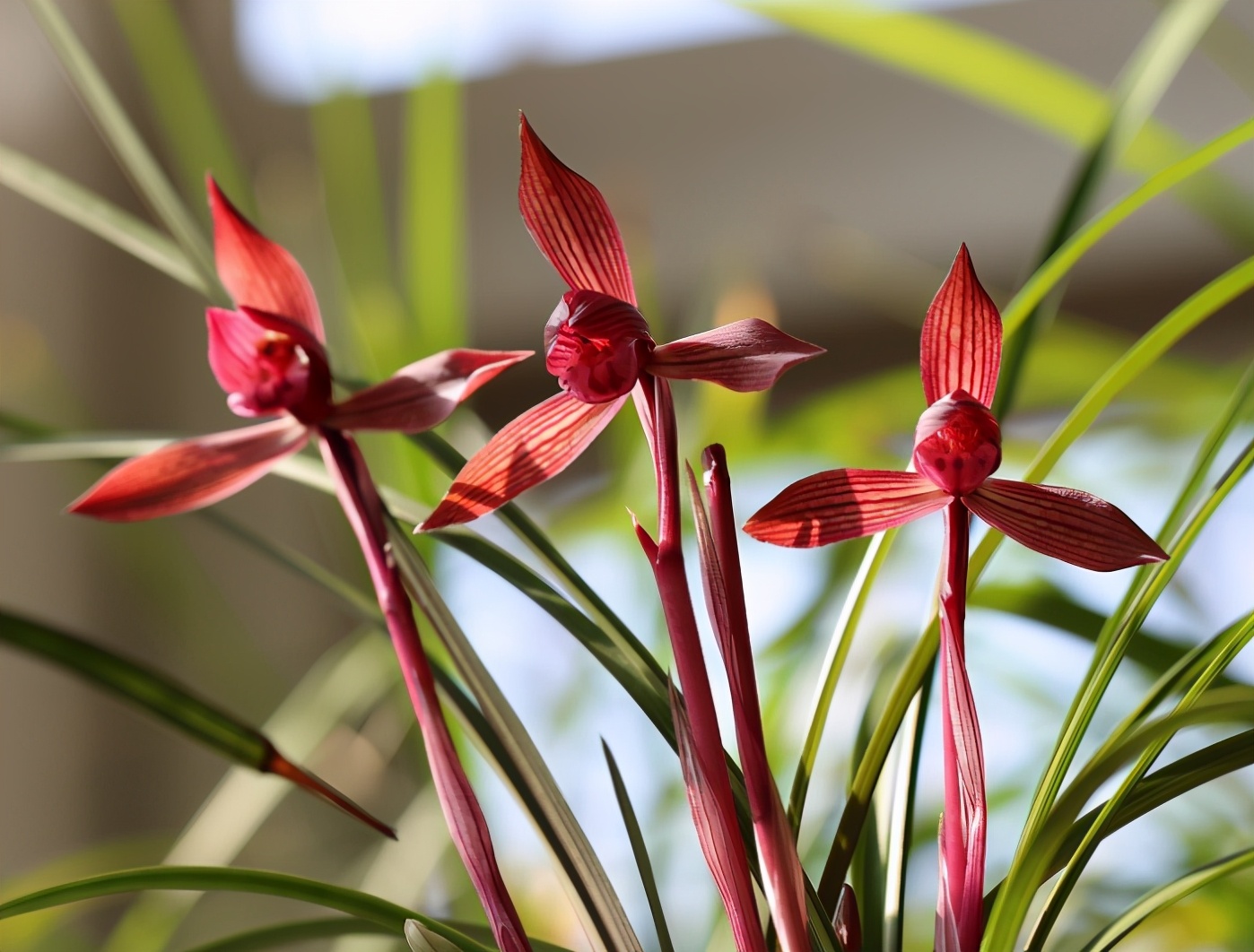 这款兰花是春兰顶级红素香味扑鼻养护简单新手也能养