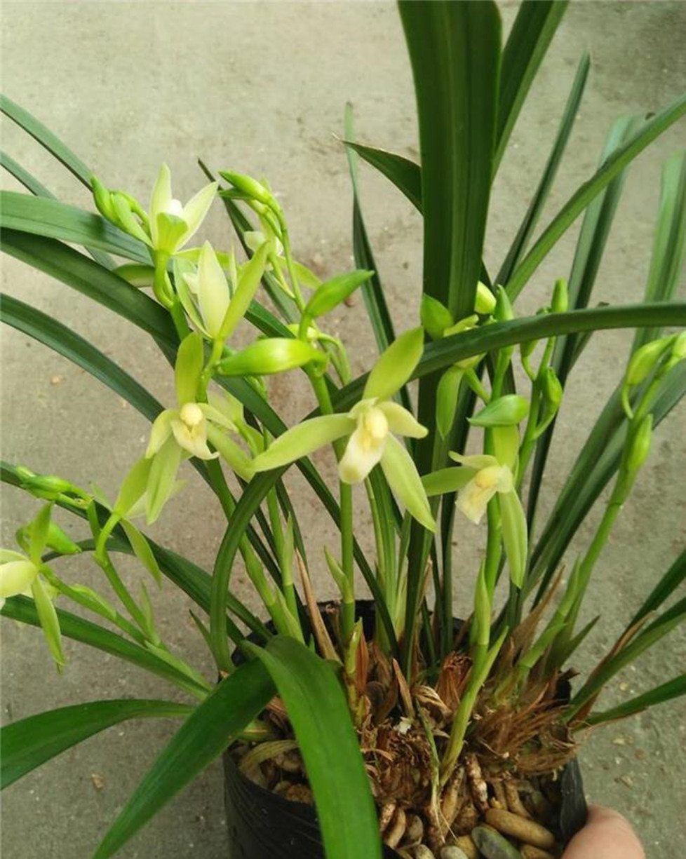 新手养兰,首选—大凤素,价格便宜,香味扑鼻,勤花勤草还很好养