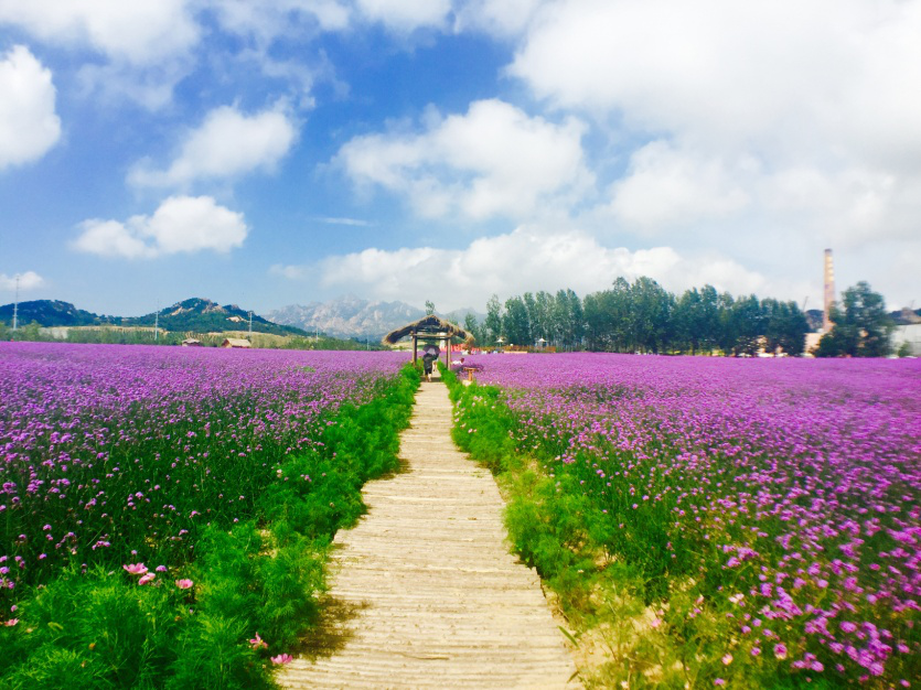 青岛有一小众景区,是田园花海,周末休闲度假的好去处|园林|花海|田园