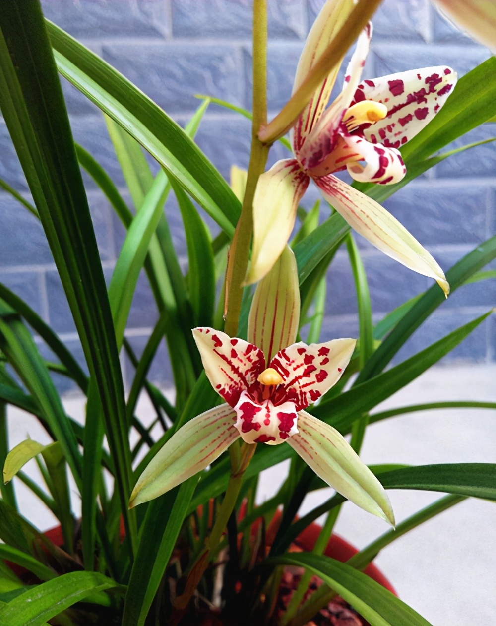 此兰花宛如仙女下凡花型奇特捧瓣唇化开花后自带仙气