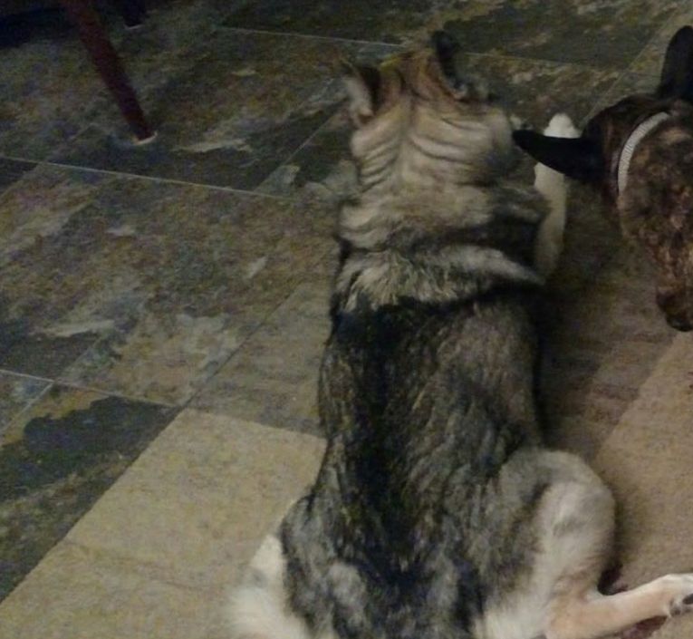 醉酒女子半夜回家,误以为遇到狼,一觉醒来后,床上冒出一只二哈休闲区蓝鸢梦想 - Www.slyday.coM