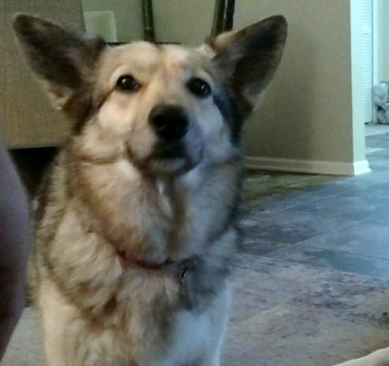 醉酒女子半夜回家,误以为遇到狼,一觉醒来后,床上冒出一只二哈休闲区蓝鸢梦想 - Www.slyday.coM