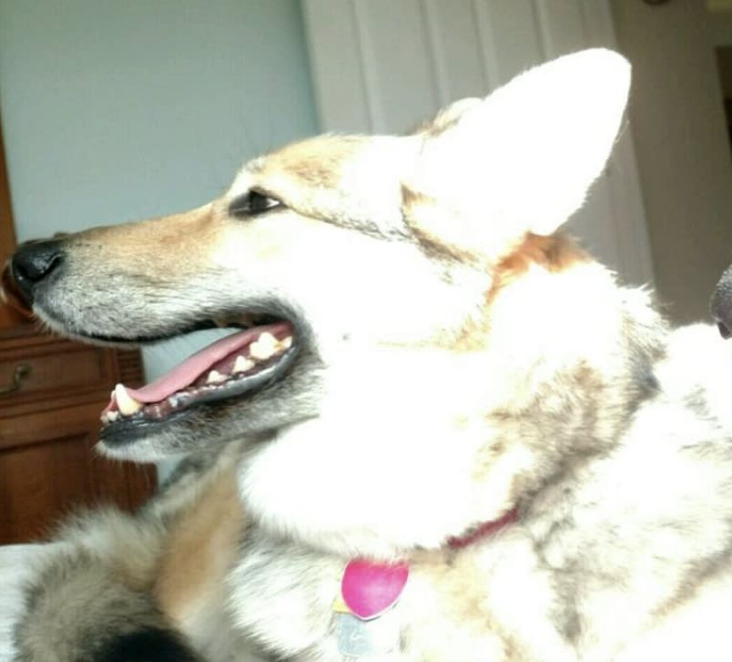 醉酒女子半夜回家,误以为遇到狼,一觉醒来后,床上冒出一只二哈休闲区蓝鸢梦想 - Www.slyday.coM