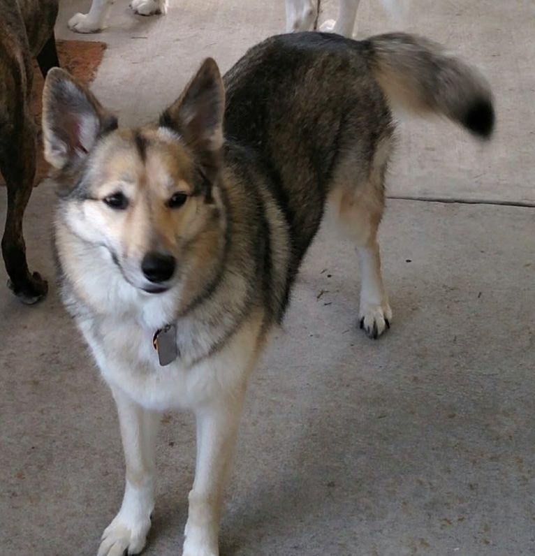 醉酒女子半夜回家,误以为遇到狼,一觉醒来后,床上冒出一只二哈休闲区蓝鸢梦想 - Www.slyday.coM