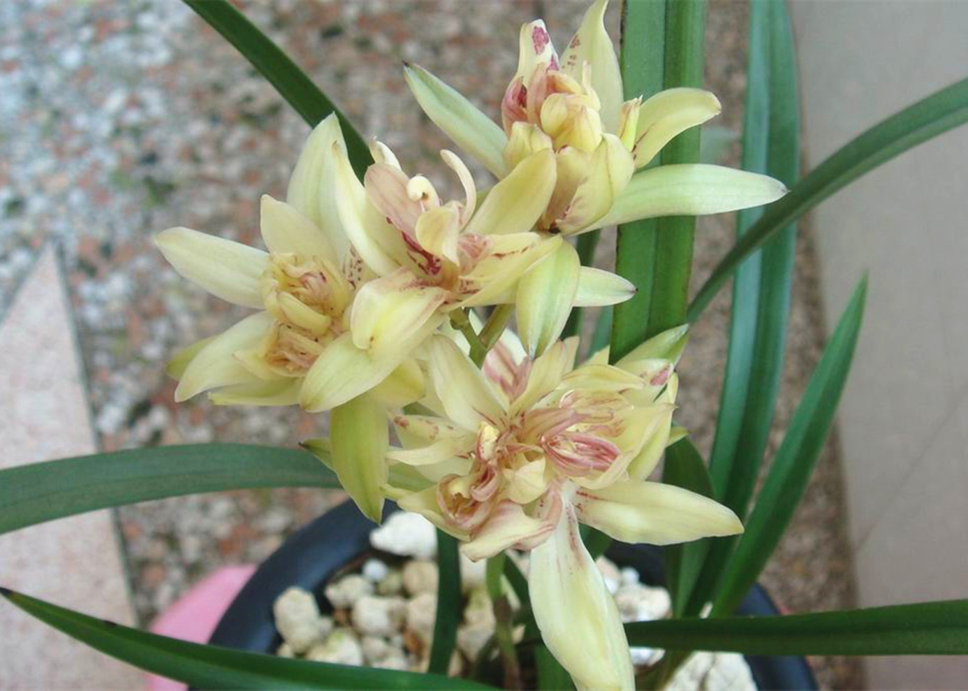 新手养兰,首选"富山奇蝶",花型似牡丹,恬香浓郁,入手不后悔