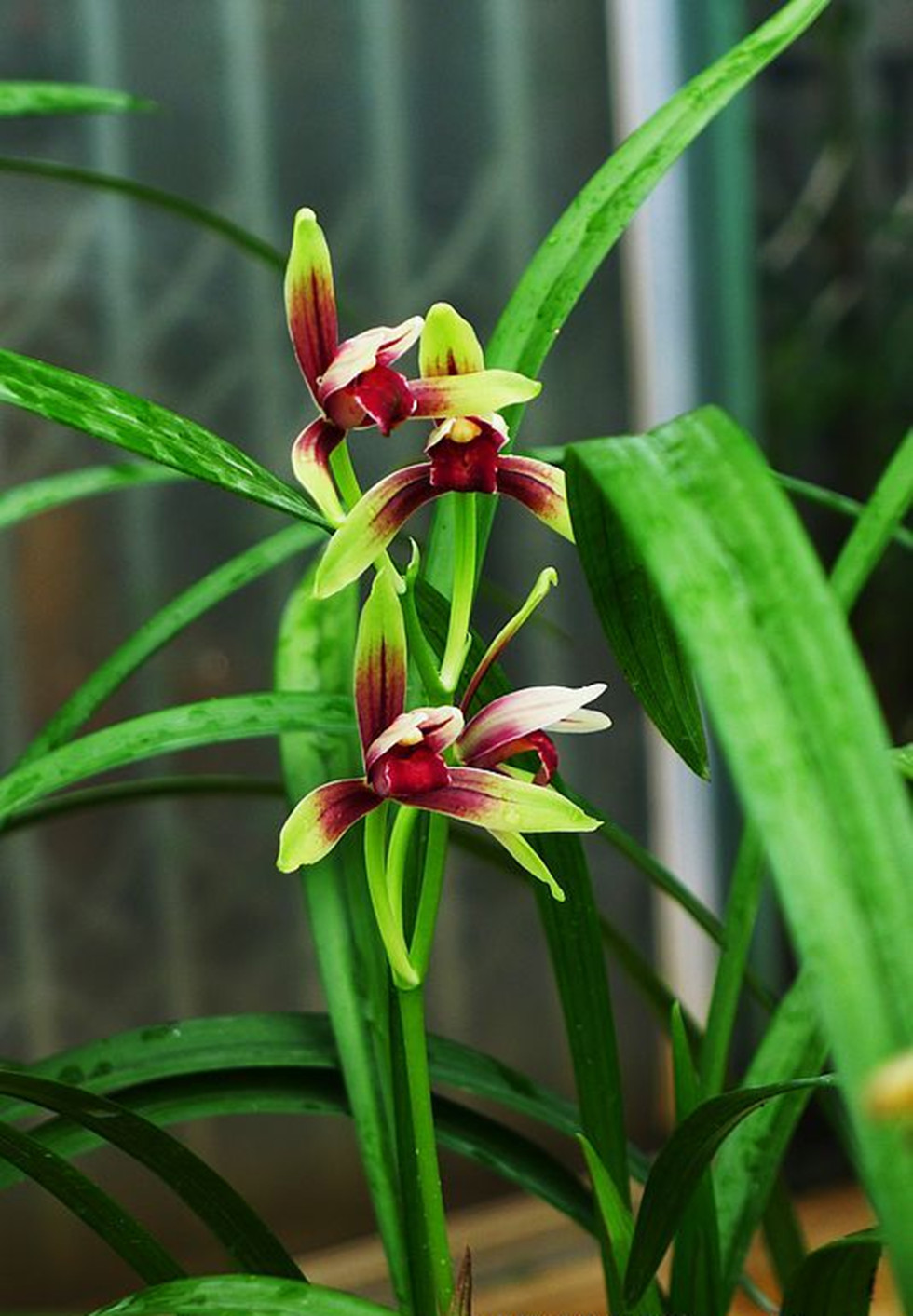 这款兰花,拥有顶级花色,香味比香水好闻,阳台有地方定要养一盆