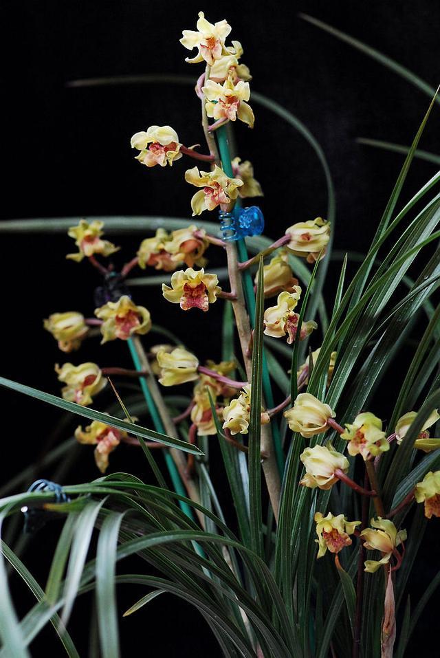 曾经"很贵"的兰花,花色耀眼,开花量超大,趁着夏季赶快搬回家