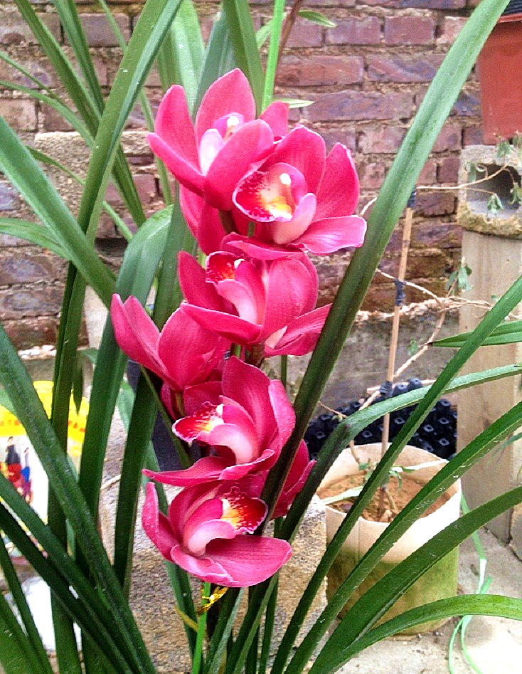 此兰花是"开花机器",花大色艳香味浓,勤花勤草还好养!