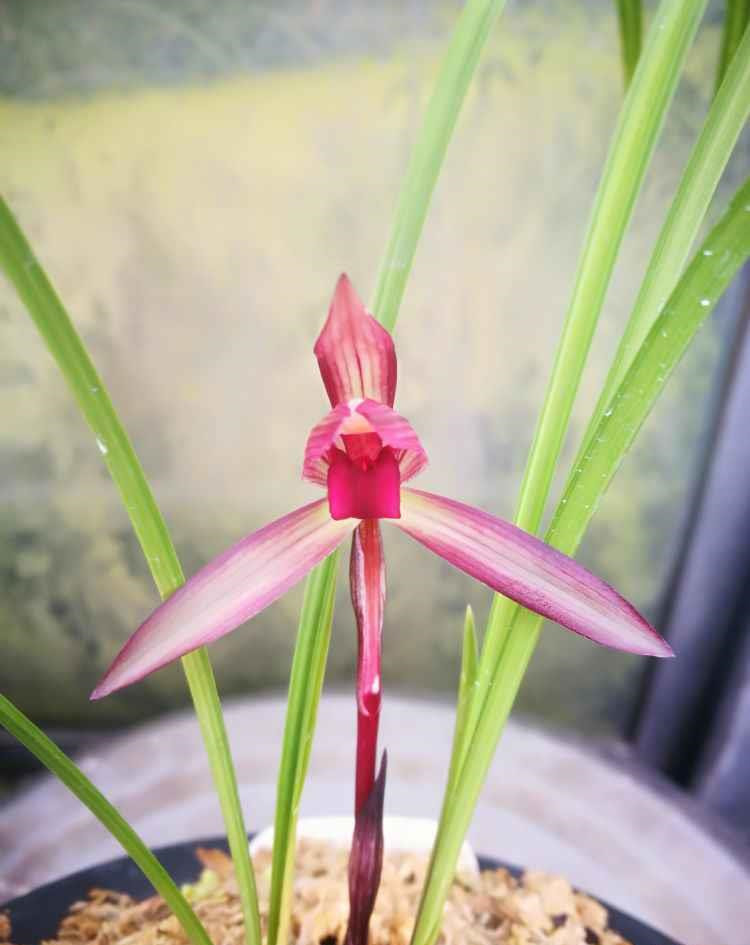 兰花界的新宠—滇红素,气质与高雅并存,曾多次获奖,很值得入手