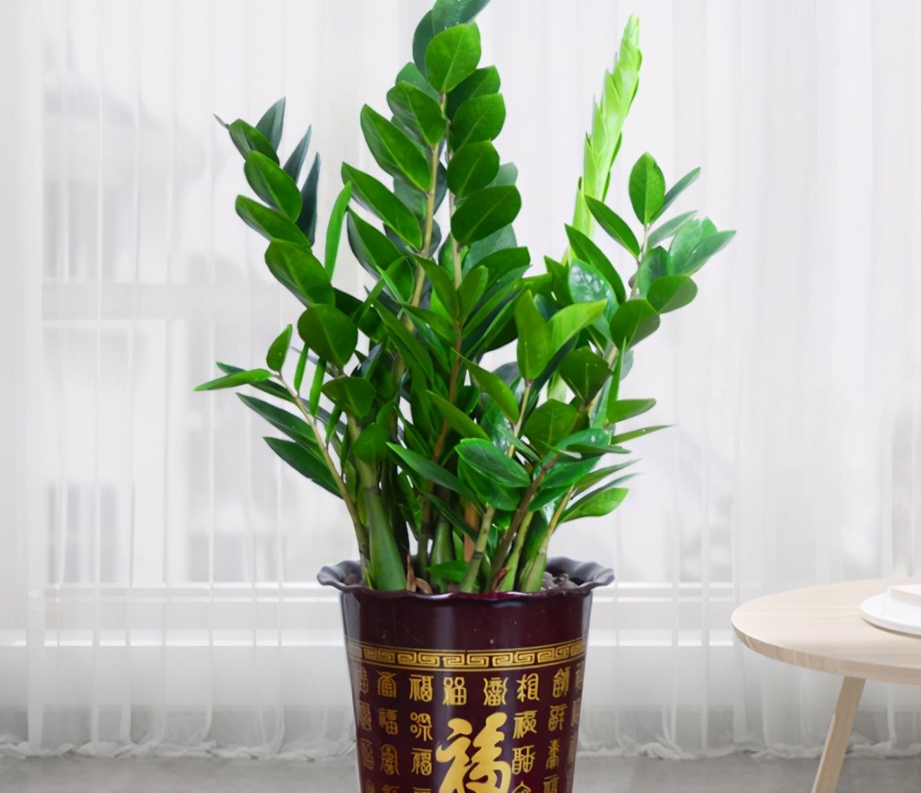 金钱树好养吗(金钱树好养吗 新手能养吗)