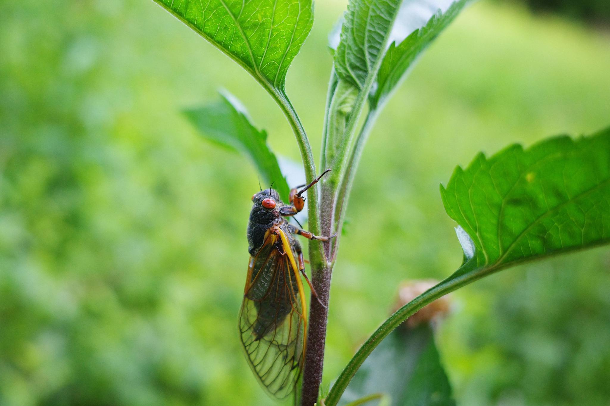 17年蝉破土而出