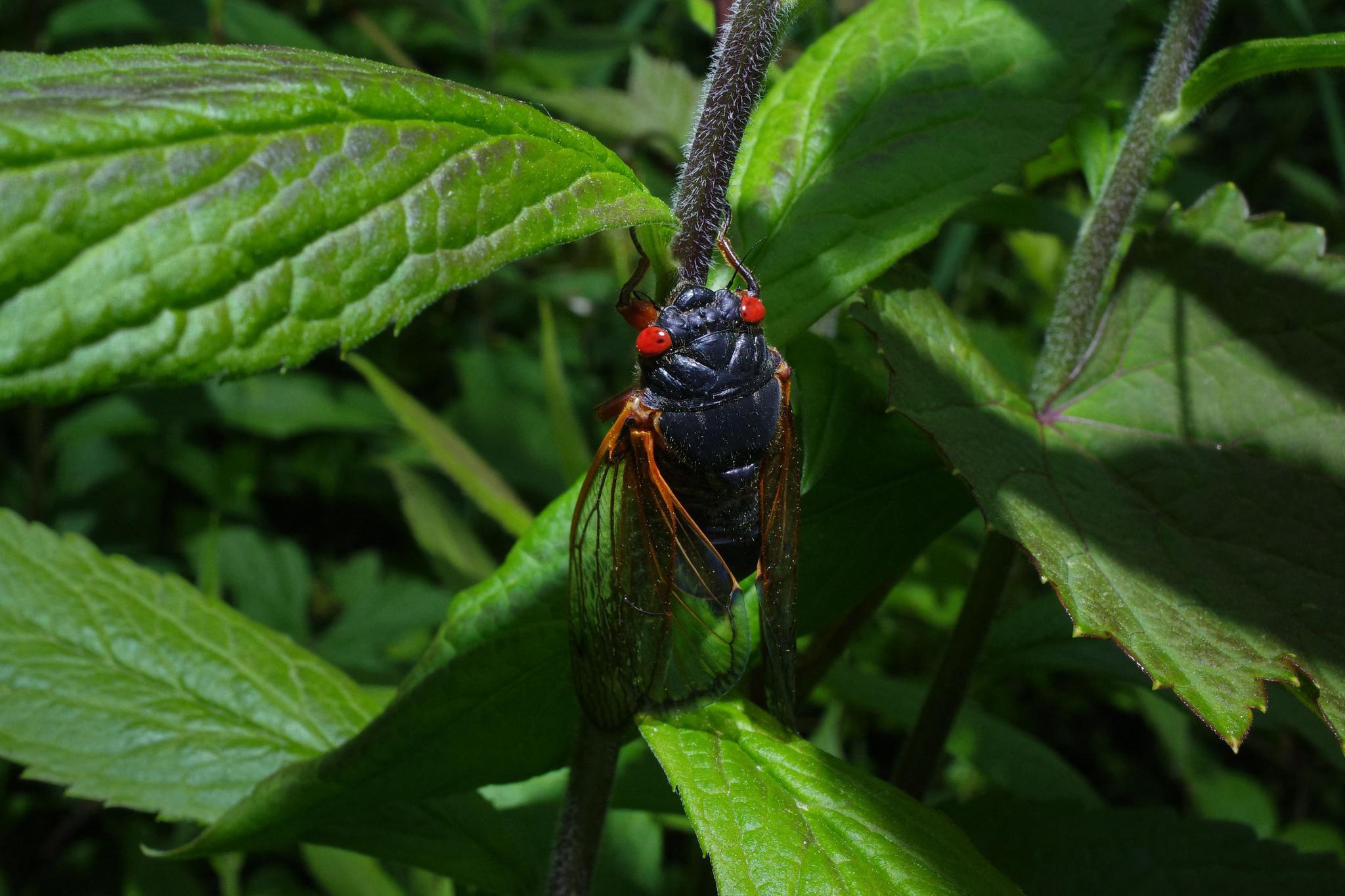 17年蝉破土而出