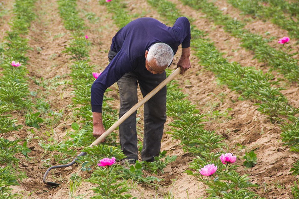 白发老人田间打工,被问及年龄他作出神秘手势