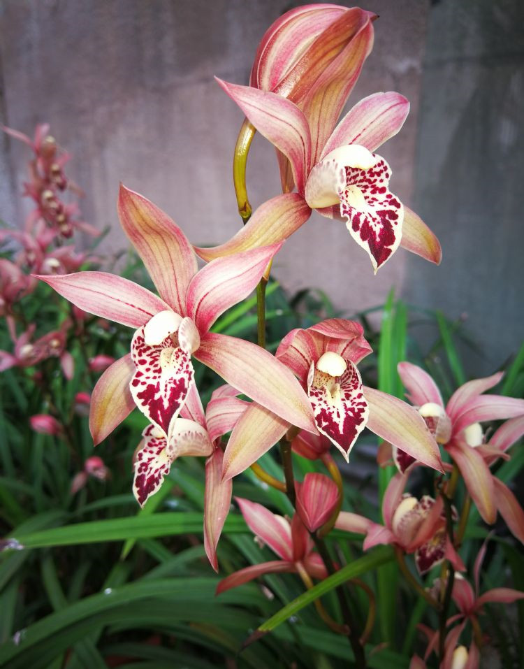 建兰铭品红满天花色鲜艳香味浓郁物美价廉专为新手而生