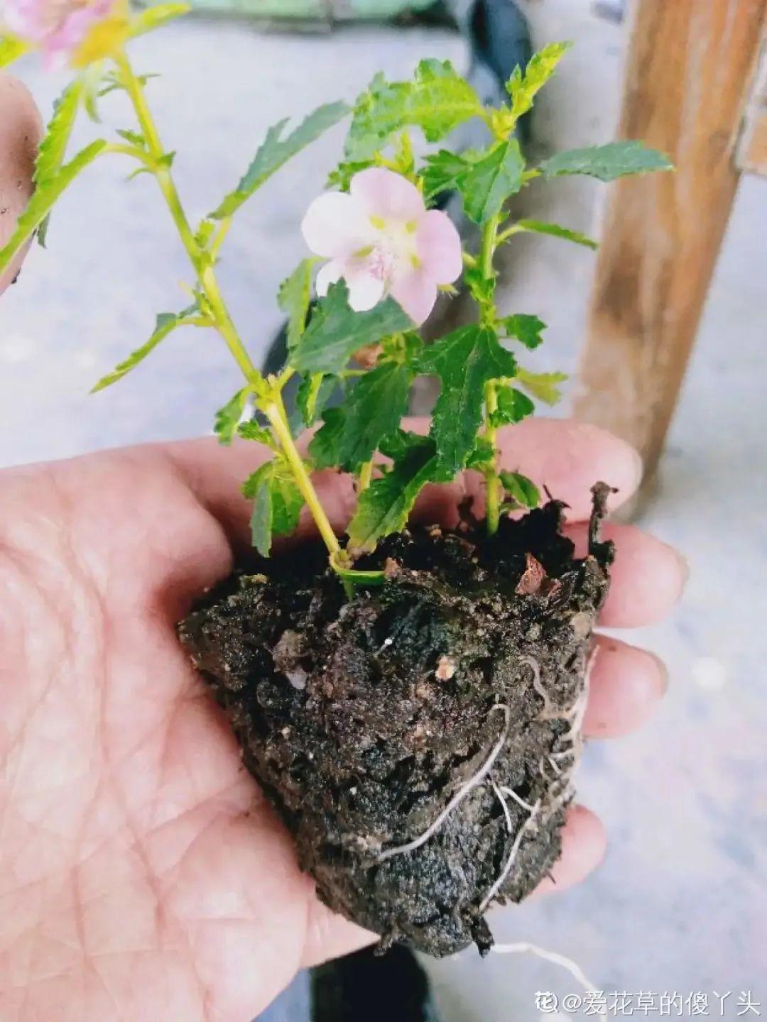 夏天扦插小木槿半个月生根养成棒棒糖开出花球