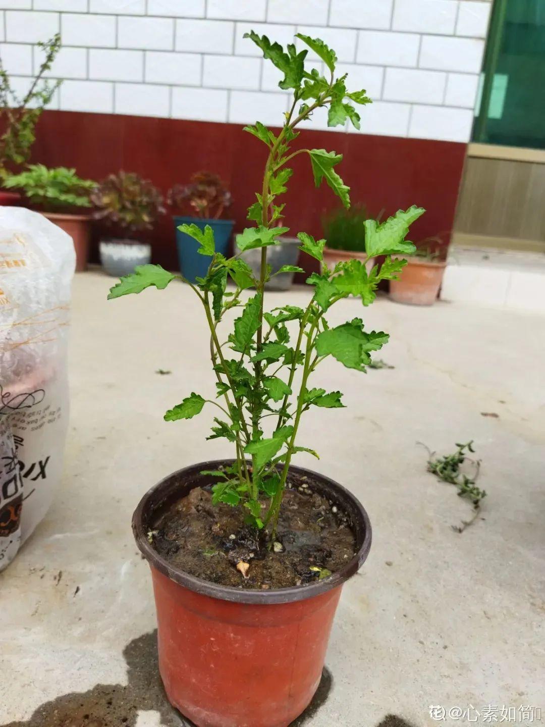 夏天扦插小木槿半个月生根养成棒棒糖开出花球