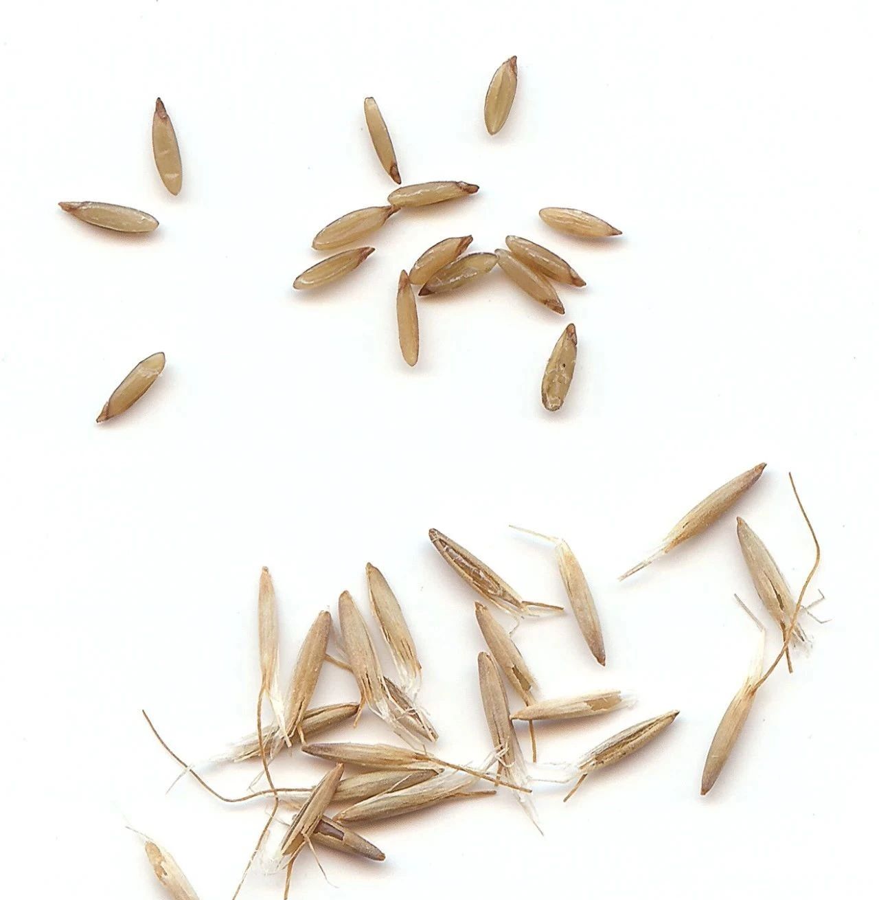 5月开花烂漫的兔尾草,适合盆栽,比狗尾巴草还好养