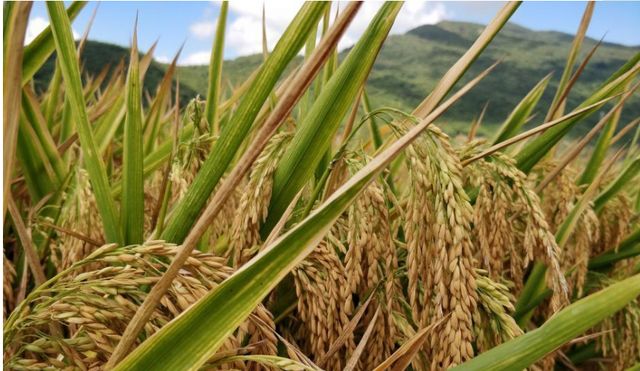 古蔺诗词学会诗文悼念袁隆平院士休闲区蓝鸢梦想 - Www.slyday.coM 古蔺诗词学会诗文悼念袁隆平院士休闲区蓝鸢梦想 - Www.slyday.coM