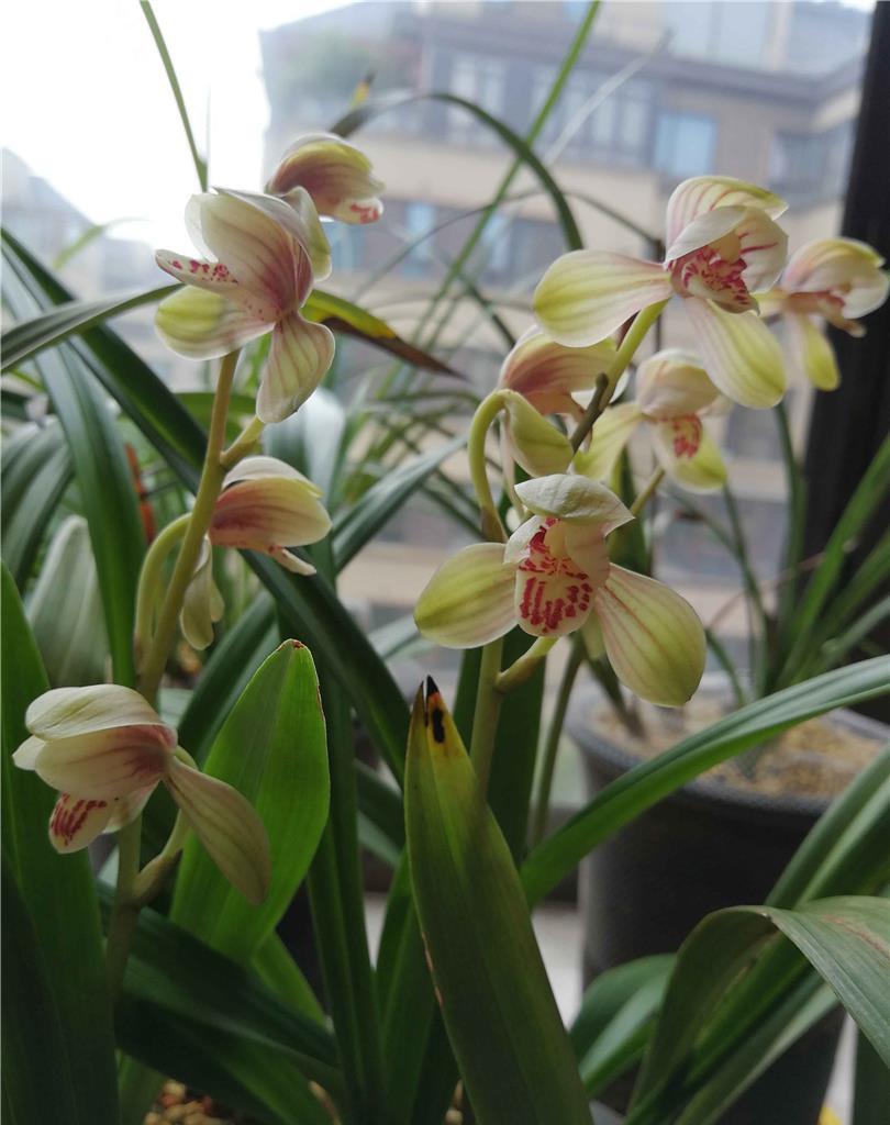 建兰四大天王之首"君荷",花型工整,芳香四溢,开花后自带威严