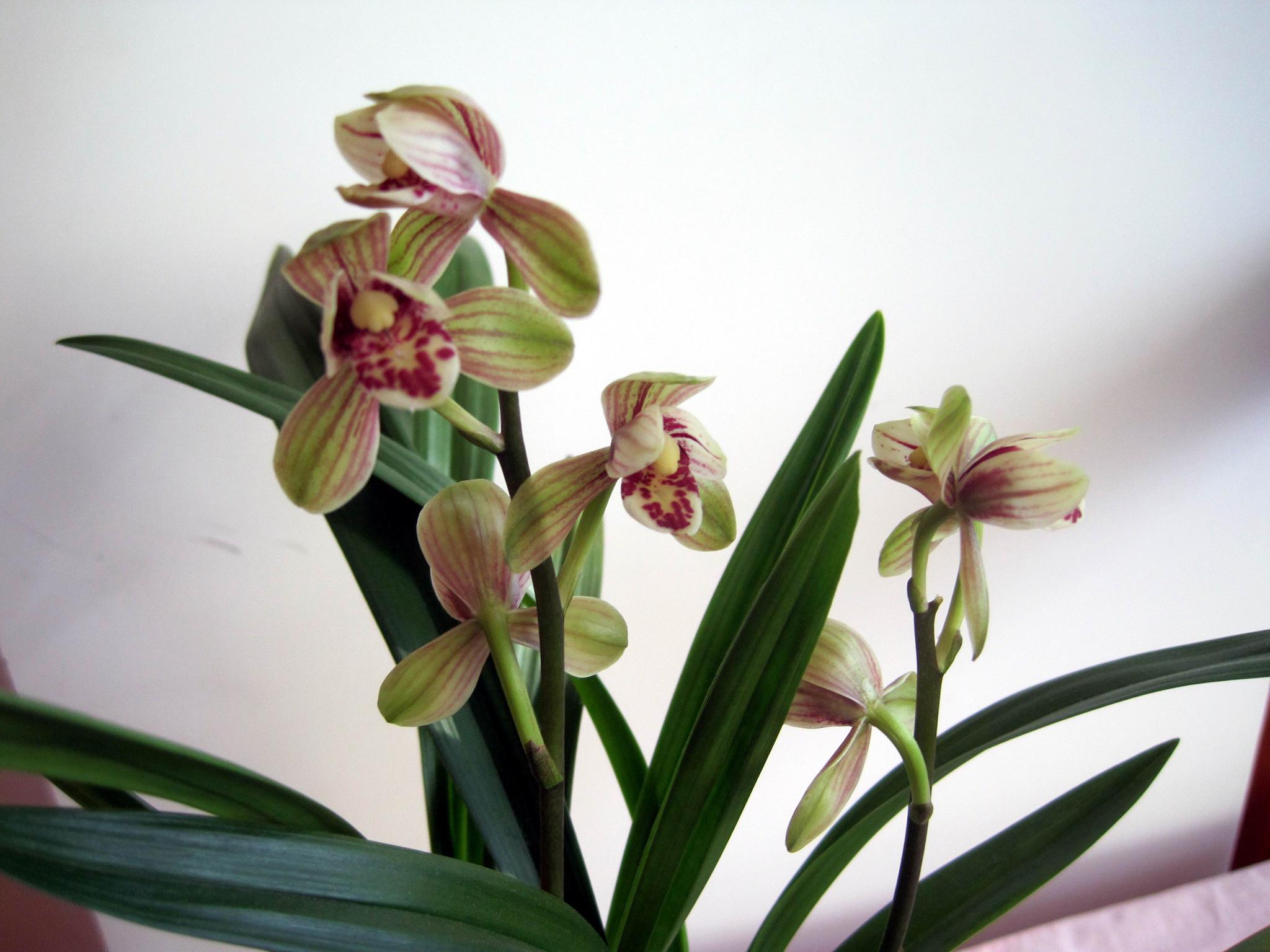 建兰四大天王之首"君荷",花型工整,芳香四溢,开花后自带威严