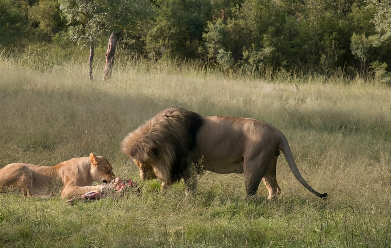 草原之王狮子森林之王老虎到底谁更厉害
