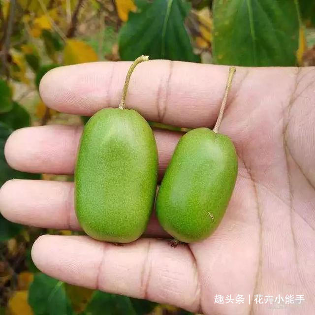 此树,家有空地定要栽一棵,产量大,好养活,果子比蜜还甜