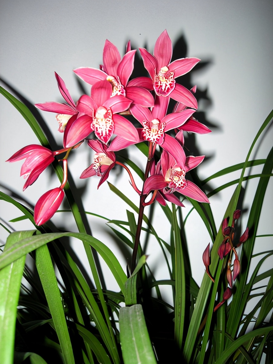 建兰铭品红满天花色鲜艳香味浓郁物美价廉专为新手而生