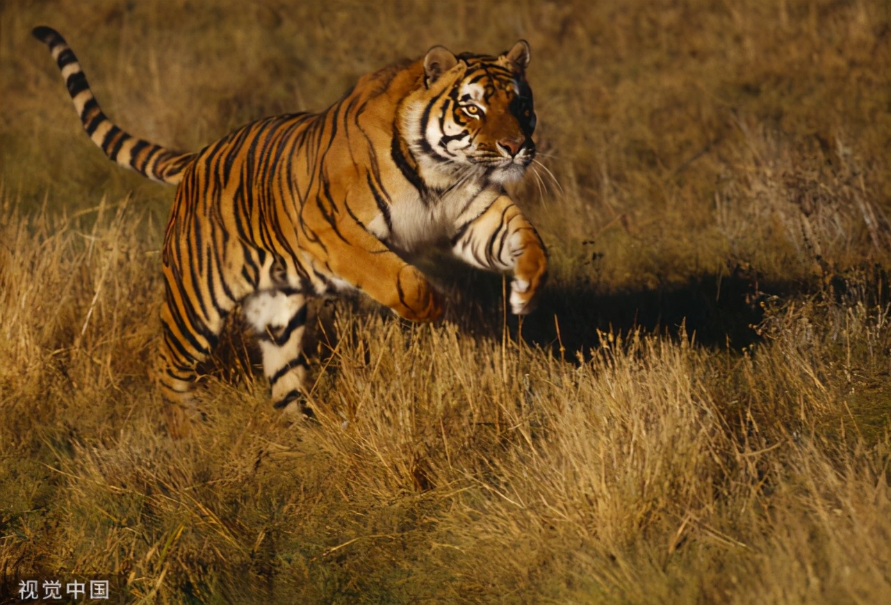 非洲狮|东北虎|体型_新浪新闻