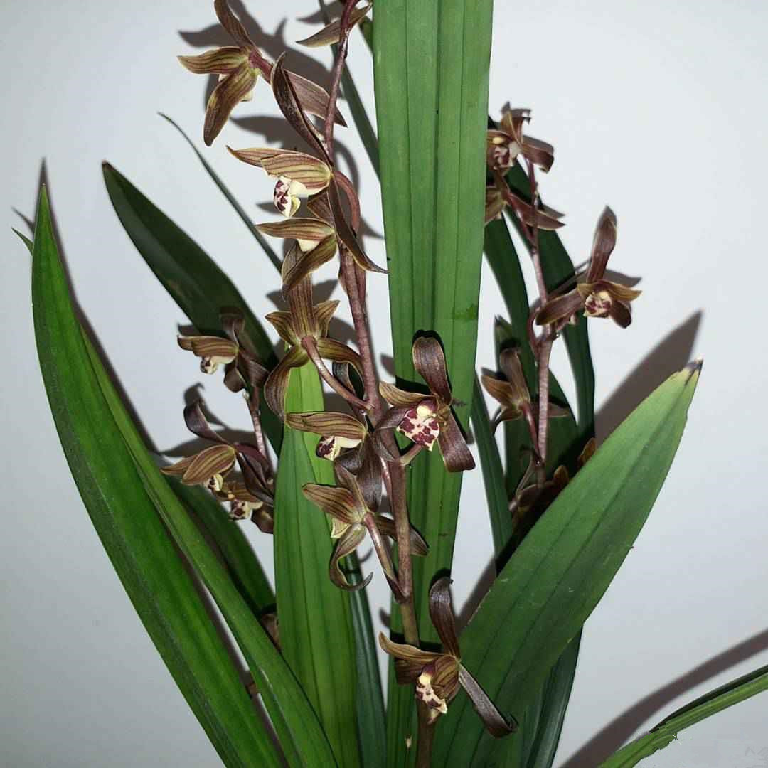 墨兰四大家之首"企黑",花色神秘,香味扑鼻,是秋季上盆首选!