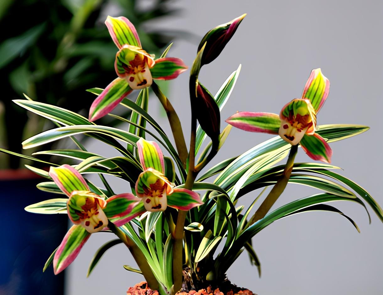 矮种兰花"帝王妃",集众多兰花优点于一身,花色鲜艳,香味持久|兰花|矮