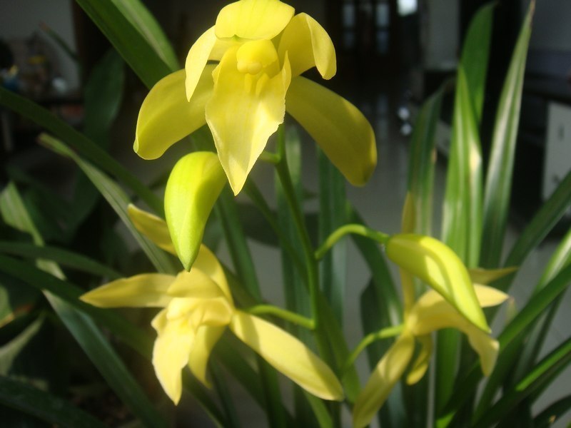 此兰每年开花数次,花色金黄,被誉为“香花之王”!|黄袍|花色|兰花_新浪新闻
