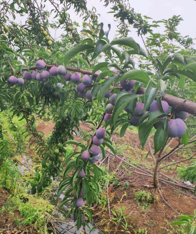 五月脆李子苗哪里有卖厚强五月脆李子苗批发李子苗施肥方法