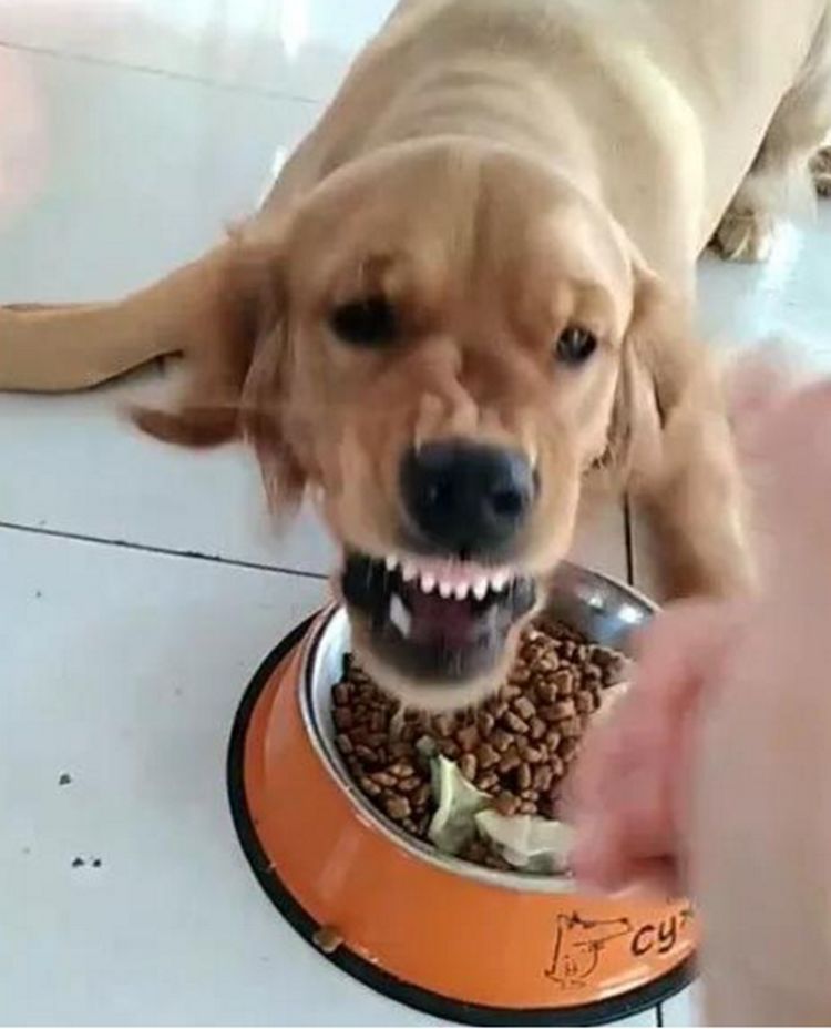 的想要玩个游戏,来一场主宠之间的玩耍,这样完了再允许享受它的食物