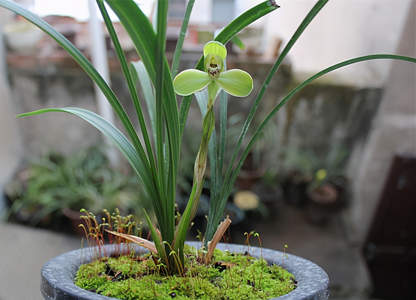 宋梅的花型是正格梅瓣型,没见过宋梅之前,一直以为兰花的一荷瓣为最佳