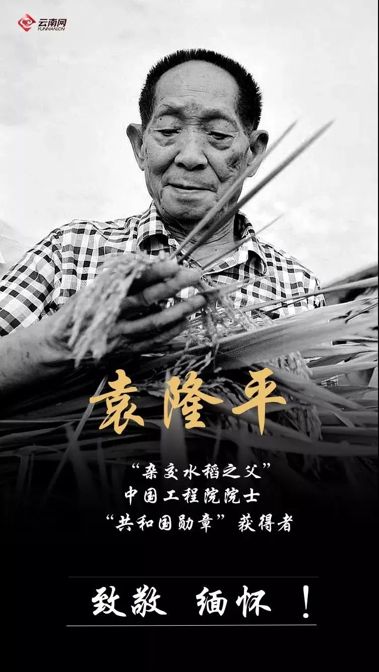 袁隆平在云南的这些老照片看着看着就哭了