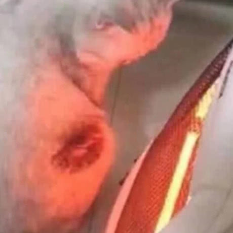 猫咪在小太阳前面睡着,主人老远闻到一股糊味,走近一看被逗笑了休闲区蓝鸢梦想 - Www.slyday.coM 猫咪在小太阳前面睡着,主人老远闻到一股糊味,走近一看被逗笑了休闲区蓝鸢梦想 - Www.slyday.coM