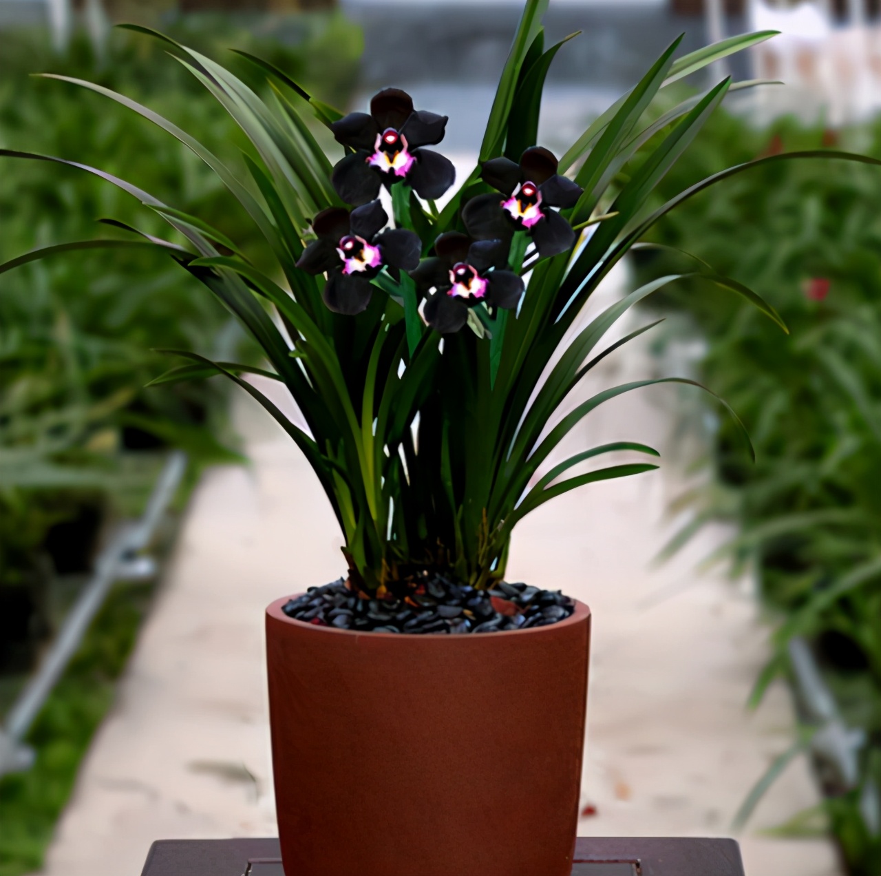 此兰被誉为"神秘王子",花色罕见,黑杆黑花!|兰花|雪姬|花色_新浪新闻