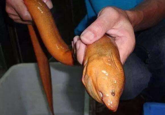 长鳝鱼王嫌肉老不吃,不知饭店老板200块收购|收购|鳝鱼|黄鳝_新浪新闻