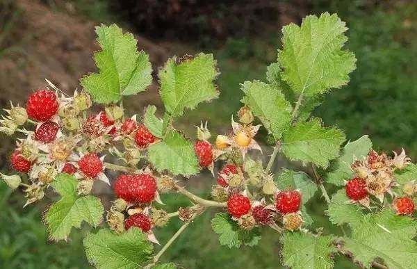 农村这种野草莓老人说蛇爬过有毒如今一斤14元成稀罕货