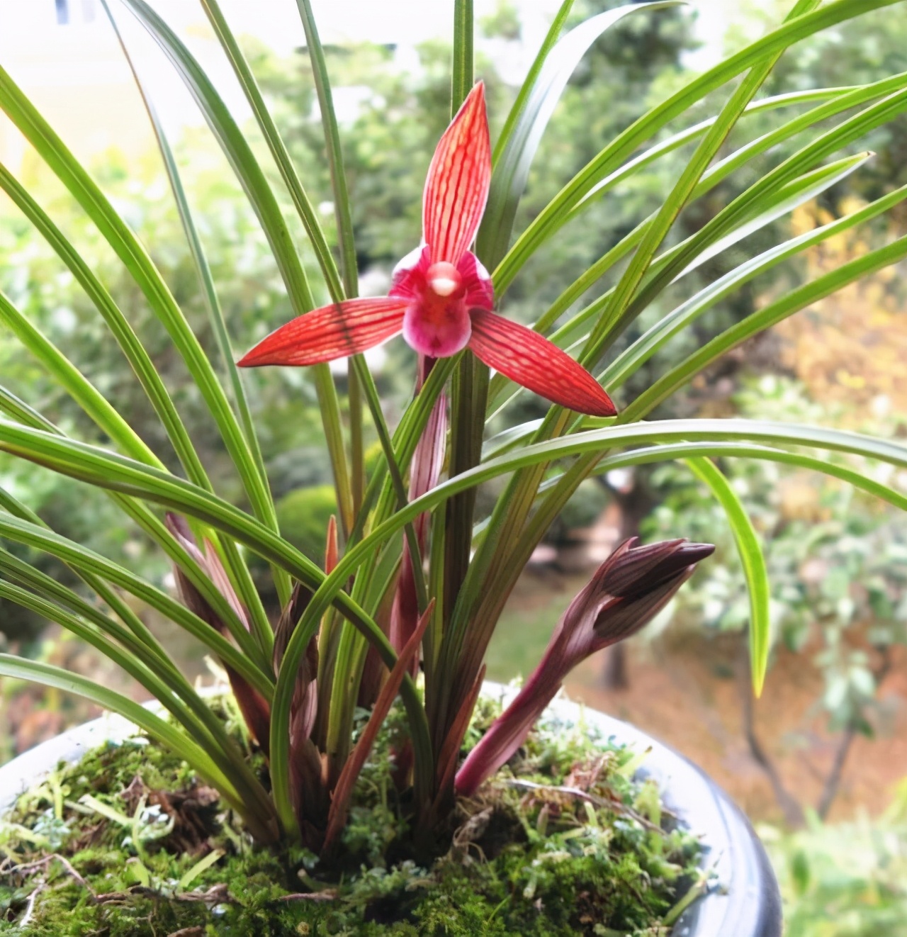 云南下山的这棵不起眼的兰草,后来成了"春兰之王"!