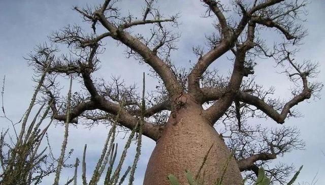 能将人"吃掉"的食人树:一靠近便难以逃脱,却成当地"摇钱树"