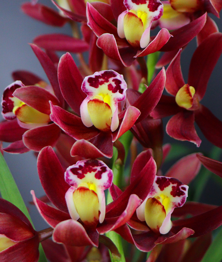 这款兰花是"开花机器",花色红艳妩媚,花型超大!