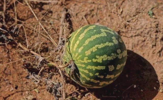 在沙漠里看到西瓜别去摘有游客不听劝刚下手就后悔了