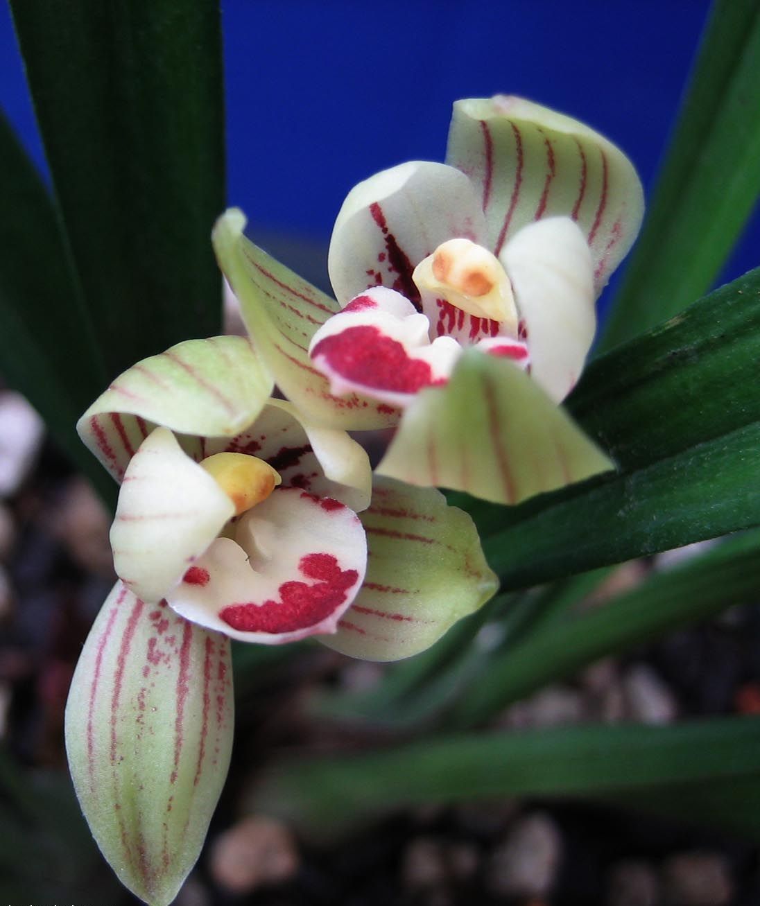 兰花中最高贵的品种花色金黄瓣型难求