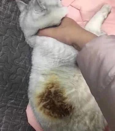 猫咪在小太阳前面睡着,主人老远闻到一股糊味,走近一看被逗笑了休闲区蓝鸢梦想 - Www.slyday.coM 猫咪在小太阳前面睡着,主人老远闻到一股糊味,走近一看被逗笑了休闲区蓝鸢梦想 - Www.slyday.coM