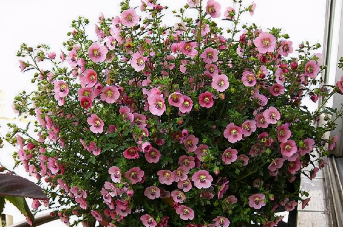 1,打造花球如果您想要打造小木槿花球的话,前期我们需要做的是将买到