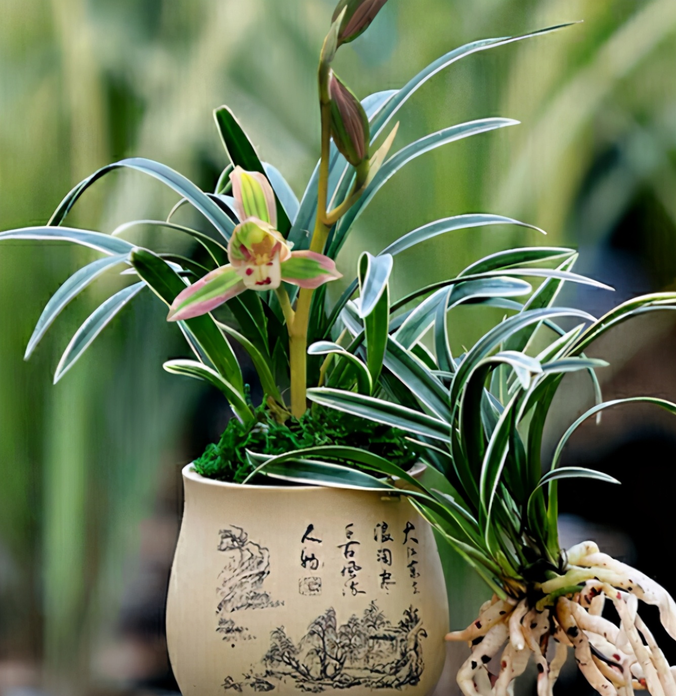 阳台种一盆建兰名花兰香四溢花开后仙气十足