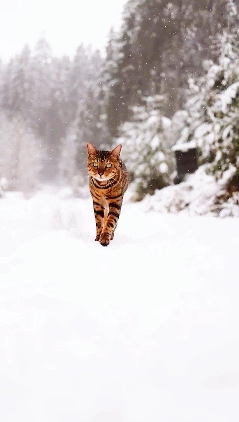 猛虎下山,一只孟加拉猫,花纹帅爆,绿眸霸气