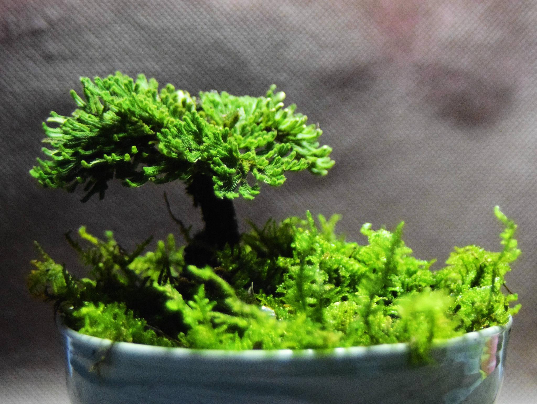 卷柏|检测|环境_新浪新闻