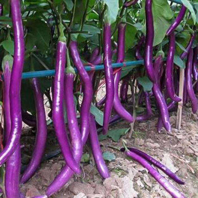 茄子盆栽,之前小苗的时候和大家分享过它的栽种方法,现在经过一段时间